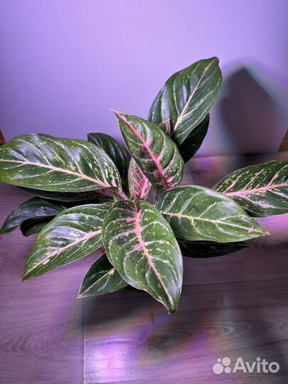 Аглаонема кокомелон