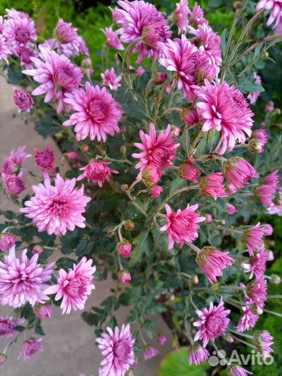 Хризантемы,хосты, ирисы и др