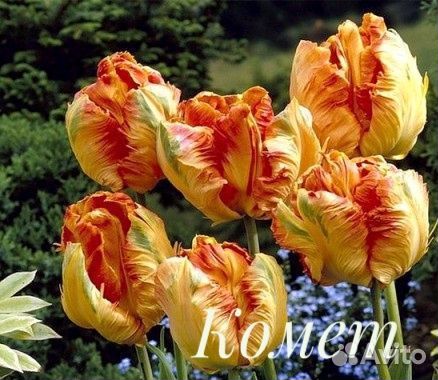 Луковицы тюльпанов 8 сортов