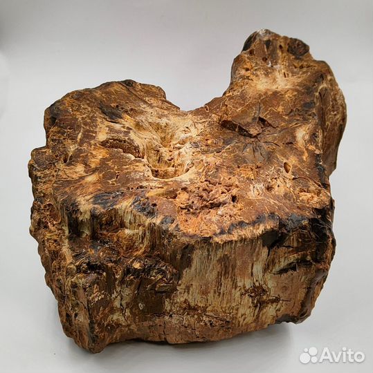 Окаменелое дерево, пенёк / Окаменелости