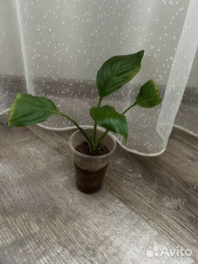 Спатифиллум