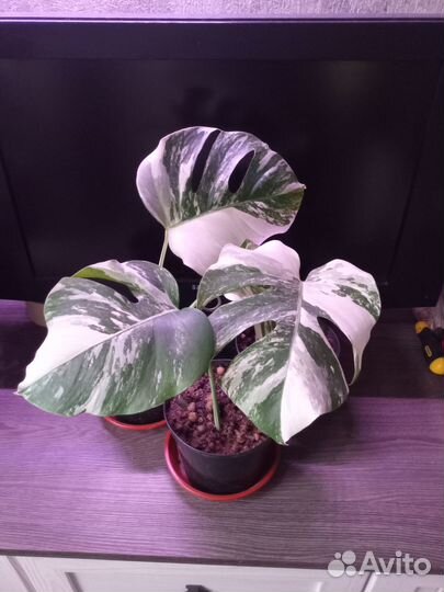 Монстера вариегатная