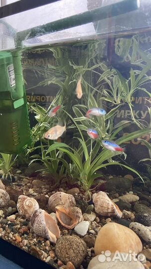 Аквариум с рыбками