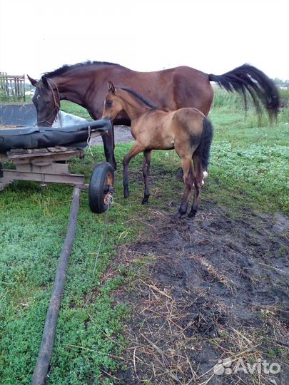 Кобыла 3г.орловец + владимирская тяж