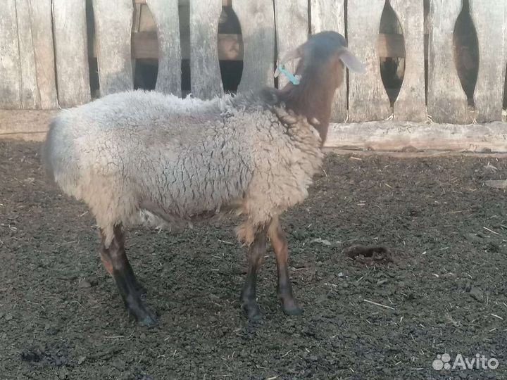 Овцы бараны