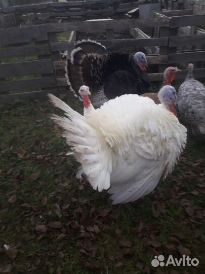 Индюки на мясо живым весом