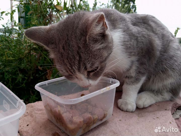 Кошка добрые руки