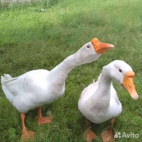 Гусь Линда