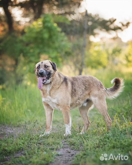 Ищем для мальчика Барни любящую и заботливую семью