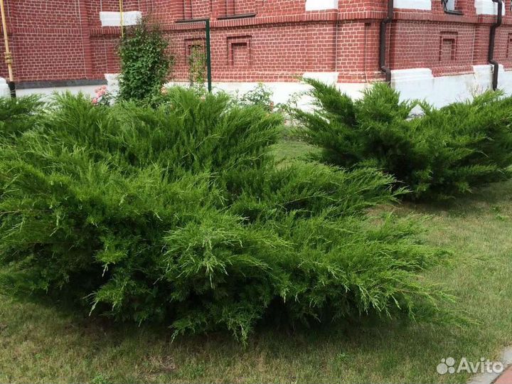 Кустарники, хвойники, цветы