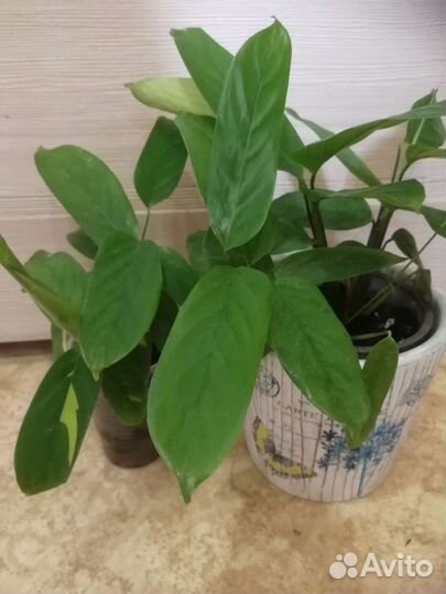 Ктенанта лубберса