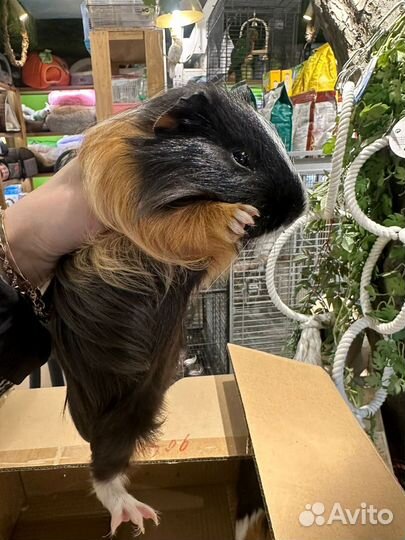 Морские свинки