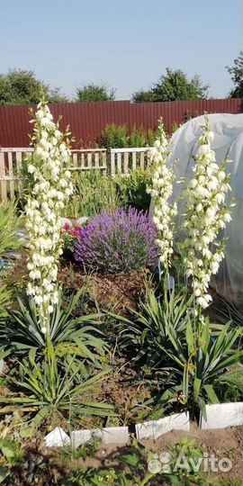 Садовые растения