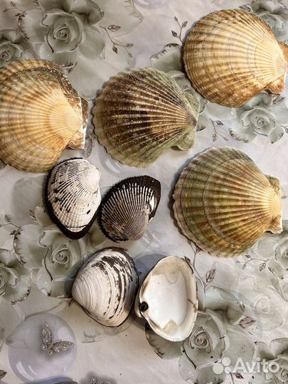 Ракушка морского гребешка,анадара,спизула