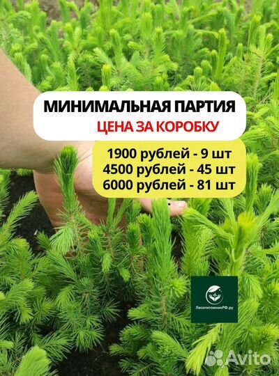 Саженцы ели/Саженцы сосны