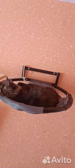 Подвесная лежанка, когтеточка, комплекс для кошек