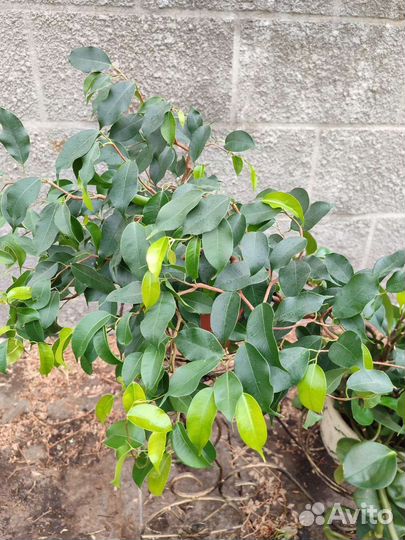 Комнатные растения цветы большие