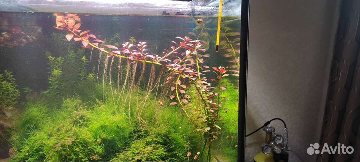 Мох креветки черри