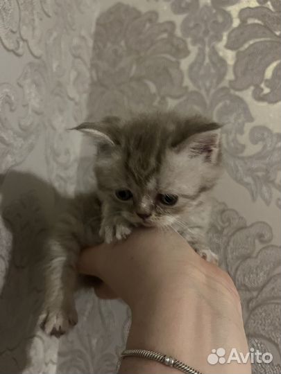 Британские котята