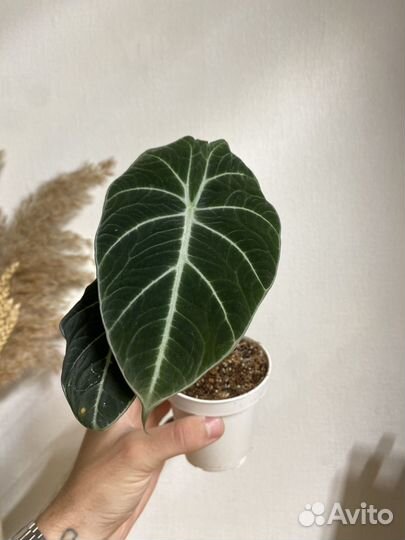 Алоказия блек вельвет