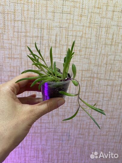 Крестовник