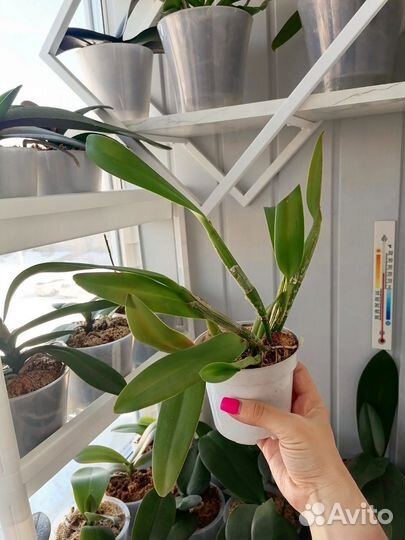 Орхидея Каттлея