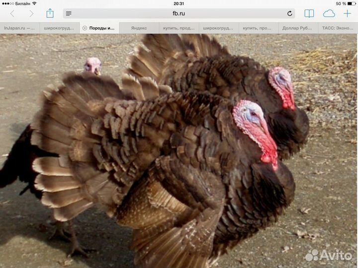 Индейка бронзовая