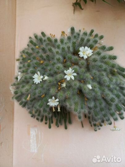 Кактус цветущий