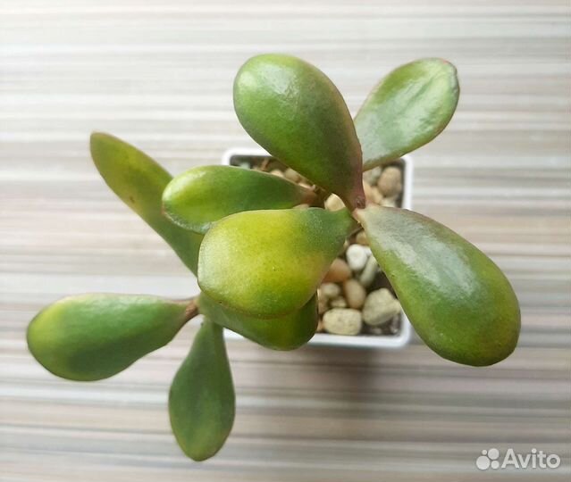 Сортовые Крассулы (Толстянки)