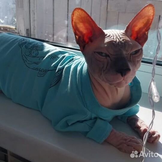 Кошки донской сфинкс