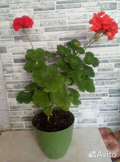 Пеларгония герань