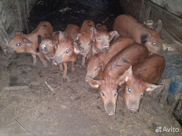 Поросята породы дюрок с кб