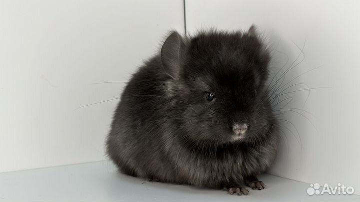 Шиншилла черная девочка