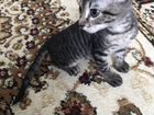 Котик сфинкс донской (браш) объявление продам