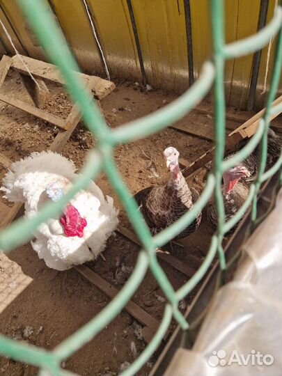 Индюшинные яйца