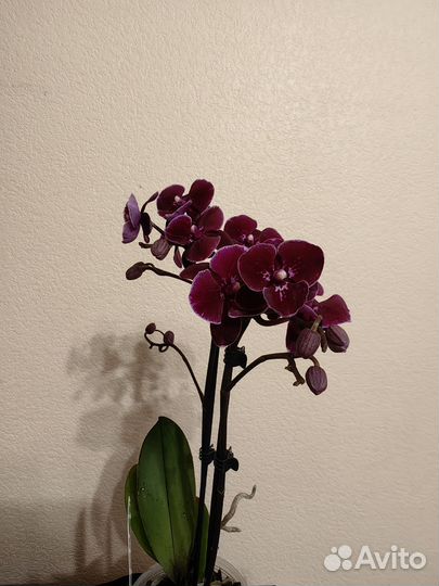 Орхидея фаленопсис