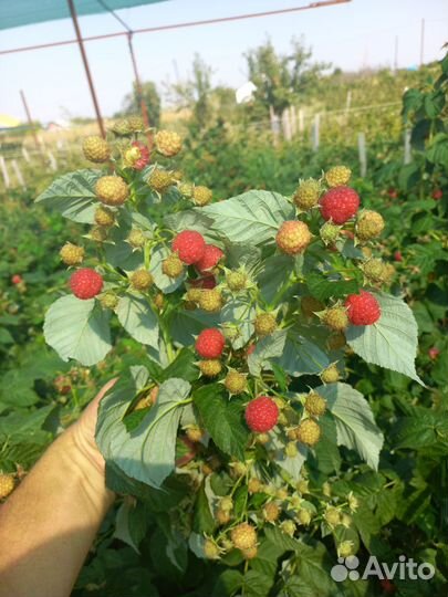 Сортовые саженцы малины