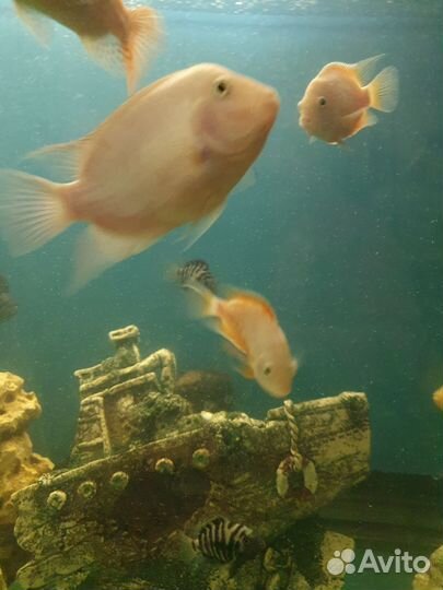 Фламинго оранжевые