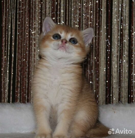 Золотая шиншилла