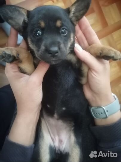 Отдам бесплатно в добрые утро
