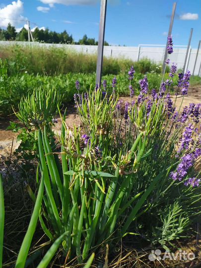 Многоярусный лук