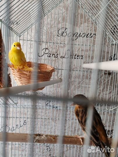 Канарейки семья