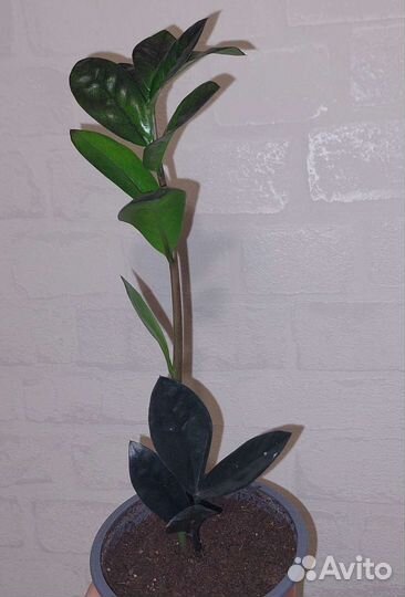 Замиокулькас Черный равен (ворон) и обычный