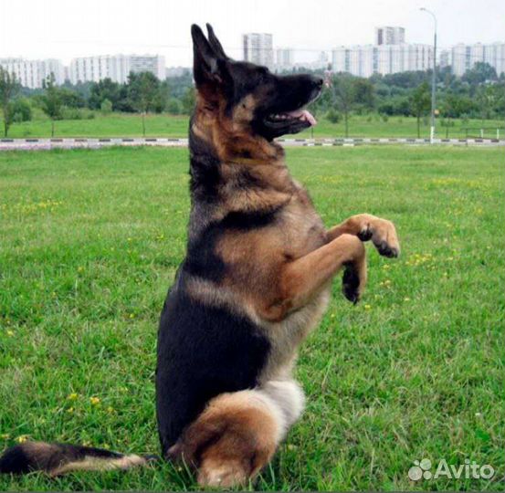 Выгульщик собак