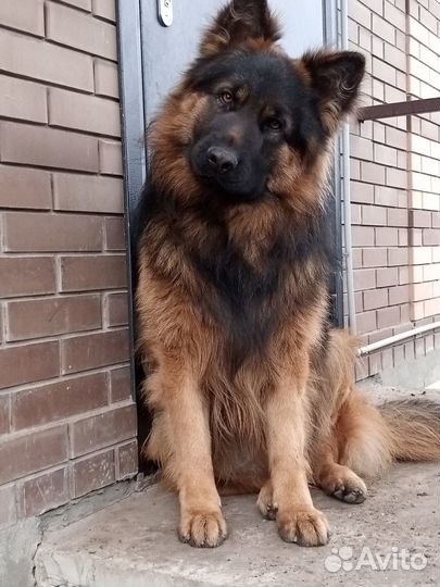 Немецкая овчарка вязка