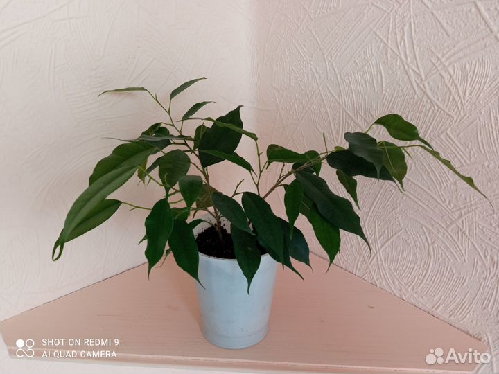Фикус бенджамина детки