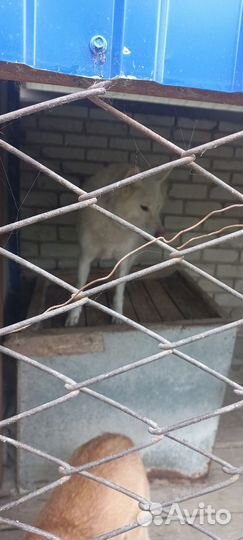 Собаки лайки