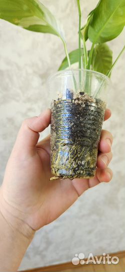 Спатифиллум Пикассо