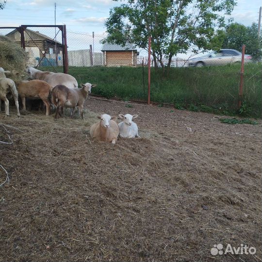 Овцы бараны катумские