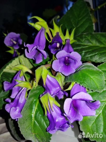 Глоксиния, тидея